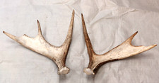 Set real moose for sale  USA