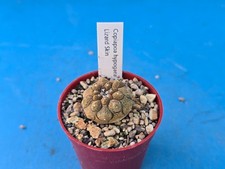 Coiapoa hypogaea lizard for sale Coiapoa hypogaea lizard for sale  HALESOWEN