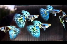 Guppy fish blue for sale  National City