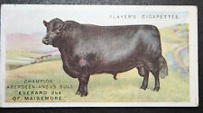 Aberdeen angus bull for sale  DERBY