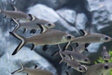 fish shark for sale fish shark for sale Haslet