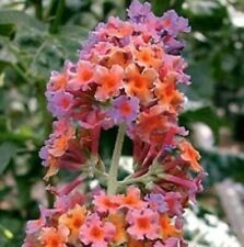 Buddleia bicolor butterfly for sale  Almond