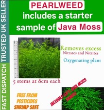 Pearlweed plant stems for sale  BRADFORD