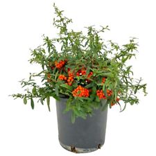 Pianta pyracantha navaho usato  Piazza Armerina