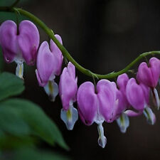 Purple bleeding heart for sale  Ravensdale