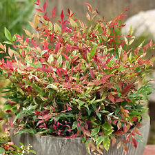 Nandina red light for sale  UK