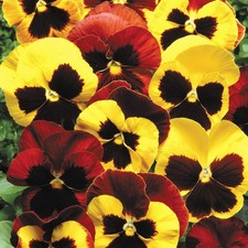Pansies x18 autumn for sale  BRISTOL
