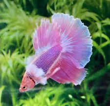 Dumbo male pink for sale  HAYWARDS HEATH