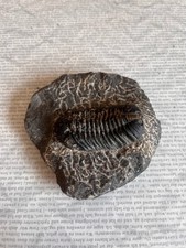 Trilobit asteropyge versteiner gebraucht kaufen  Kempten (Allgäu)