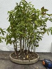 Bonsai boschetto melograno usato  Olgiate Olona
