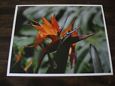 Bird paradise flower for sale  Chicago