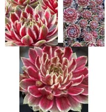 Hens chicks chick for sale  Danielson
