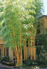 Bambusa asian lemon for sale  Hawthorne