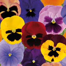 Pansy autumn select for sale  UK