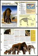 Woolly mammoth extinct for sale  SLEAFORD