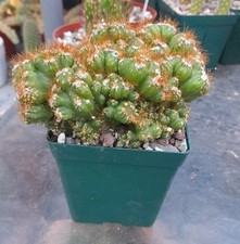 Cereus peruvianus monstrose for sale  La Mirada