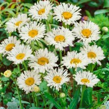 Leucanthemum superbum crazy for sale  LANCASTER