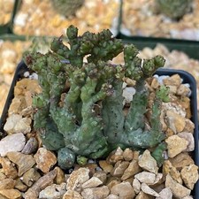 Euphorbia enopla coral for sale  Ashmore