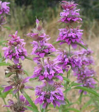 200 graines monarde d'occasion  France