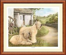 Irish soft coated for sale  CANNOCK