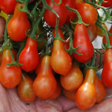 Red tomato peardrops for sale  MALDON