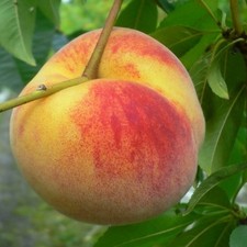 Wunder perm pfirsichbaum gebraucht kaufen  Detmold