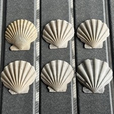 Pretty 3.5 fossil for sale  Williamsburg