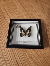 Jay butterfly beautiful for sale  West Hartford