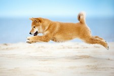 Shiba inu dog for sale  SELBY