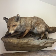 Rotfuchs tierpräparat 100cm gebraucht kaufen  Ebersbach