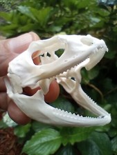 Beetle cleaned lizard for sale  Saint Augustine