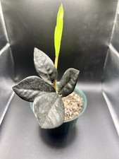 Rare plant zamiifolia for sale  Richmond