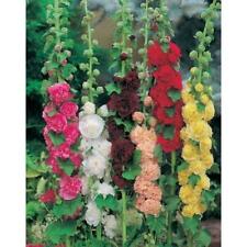 Pack hollyhock chater for sale  UK
