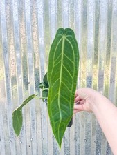 anthurium flower pot for sale anthurium flower pot for sale Homestead