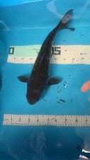 10in dragon chagoi for sale  Punta Gorda