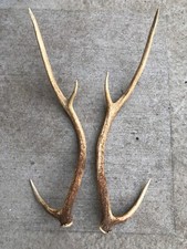 Axis deer antler for sale  Channahon