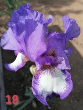 Schwertlilie iris bart gebraucht kaufen  Saalfeld/Saale