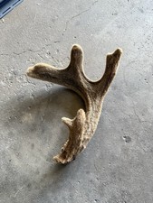 Whitetail deer antler for sale  Big Lake