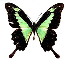 Butterfly moth mounted for sale  Hot Springs Village