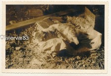 Vintage photo cat d'occasion  Toulon-