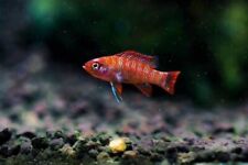 Scarlet badis tropical for sale  TADWORTH