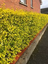 Golden privet evergreen for sale  CRAIGAVON