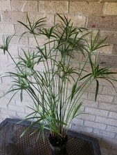 Stunning umbrella palm for sale  Joppa