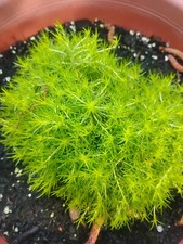 Golden scottish moss for sale  Morrilton