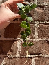 plants little cuts plant for sale  Chelsea