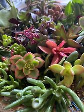 Assortment fresh succulent for sale  Santa Maria