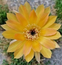 Woow echinopsis new usato  Zeccone