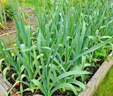 Leek starts plants for sale  CARLUKE