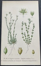 Botanique sabline feuilles d'occasion  Limoges-