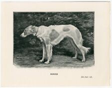 Borzoi russian wolfhound for sale  COLEFORD